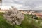 View on the spring Prague City with gothic Castle, green Nature and flowering Trees, Czech Republic