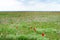 View of spring steppe with blooming wild tulips