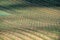 View of spring vineyards near Velke Bilovice, Czech Republic