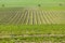 view of spring vineyards near Velke Pavlovice from lookout  tower, Southern Moravia, Czech Republic