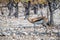 A view of a Springbok alert in the Etosha National Park in Namibia