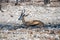 A view of a Springbok resting in the Etosha National Park in Namibia