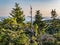 View of Spruce Forest and Frenchman Bay from Summit of Cadillac Mountain