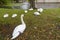 View of the square with swans near the Begijnhof in Bruges, Belgium