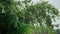 view of star fruit leaves when it rains