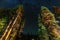 A view of the stars with pine trees forest in the foreground. Night shooting in the forest