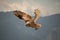 View of a starting, flying snowy owl against a forest and mountain background with blue sky