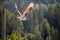 View of a starting, flying snowy owl against a forest and mountain background with blue sky