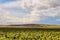 View of steppe hill and sunflowers field plain