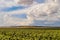 View of steppe hill and sunflowers field plain