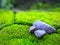 the view of the stone above the green moss