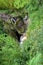 View of stone cave and small waterfall in a forest. Landscape of a jungle, limestones and water flowing and cascading to riverbed.