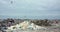 View of storks flock flying above waste dump on cloudy sky horizon