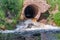 A view of the stormy flow of clear water from the culvert on a bright summer day