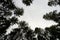 A view straight up from the ground to the treetops in the forest. Low angle shot. Tree crowns and blue sky. Beautiful symmetry in