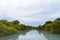 View of the strange and beautiful mangrove forests whose roots are in the water.