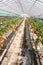 View strawberries that are grown in greenhouses in strawberry