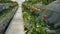 View of a strawberry cultivation greenhouse