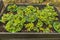 View of strawberry plants in garden  wooden pallet with automatic watering system.