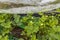 View of strawberry plants in garden  wooden pallet with automatic watering system. Gardening concept.