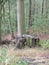 View of stumps near the trees  in  mountain forest, Karlovy Vary, Czech Republic