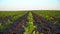 View of sugar beet field. Sugar beet field with sunset sun. Growing sugar beet. Beets for sugar production.