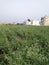 A View of Sugarcane Growing Farming Land at Roopnagar, Badripur