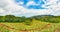 View of a sugarcane and mountains. Mauritius. Panorama