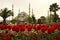 View of of Sultan Ahmet Mosque and red tulips at Istanbul Tulip Festival