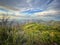 View from summit of Mt. Lemmon with wildflowers and burned trees, vertical image.