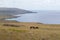 View from the summit of the Poike volcano of a group of wild horses and along the northern coast of Easter Island. Easter Island,