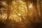 View of sunbeams through the branches of beech trees in the misty forest with fog