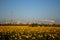 View of a sunflower field in the background of buildings and smoking pipes of chemical enterprises of the city of Togliatti.