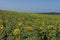 View of sunflower field with different ripeness in autumn, Bailovo village