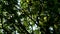 View of sunlit, thick foliage in a shade of an old oak tree