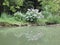 View of the sunny pond with green tall irises, large stones on the pond shore and bushes of blooming hydrangeas and viburnum.