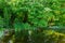 View of the sunny pond with green tall irises, large stones on the pond shore and bushes of blooming Viburnum opulus