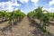 View on the sunny vineyards in the Italian village of Cossignano