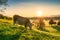 View of sunrise shines over green hill with cow grazing grass in Hirzel, Switzerland