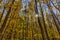 View of Sunstar Through Trees in the Fall in Forest