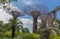 A view of super trees past the foliage in the Gardens by the Bay in Singapore, Asia