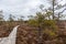 View of a swamp during the day with windswept pines, brown small grass and a swamp forest path above water ditches and ponds