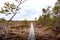 View of a swamp during the day with windswept pines, brown small grass and a swamp forest path above water ditches and ponds