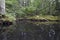 View of swampy area of silver lake bog in new york