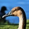 A view of a Swan Goose