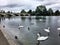 A view of Swans, Geese and Ducks in London