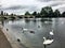 A view of Swans, Geese and Ducks in London