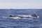 View of swimming whale at La Reunion