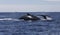 View of swimming whale at La Reunion