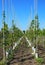 View on symmetrical rows wood sticks with tree seedlings in plant nursery, blue sky - Netherlands